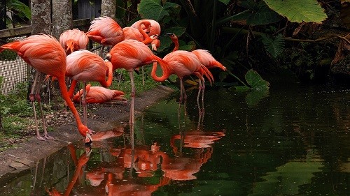 Flamingo Gardens - The Best Sites In Fort Lauderdale